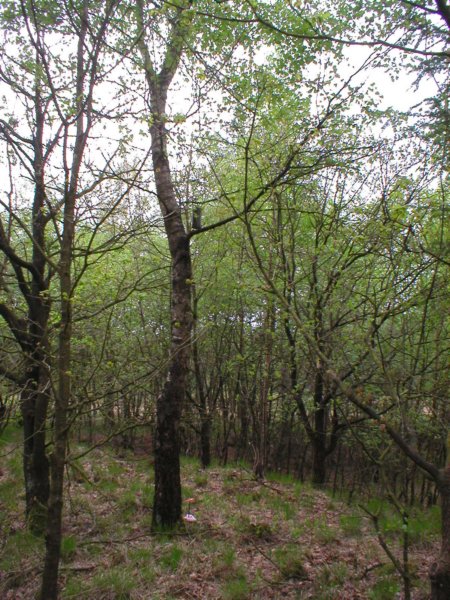 vosinboom1.jpg