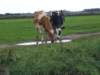 _0906hf_velddagen0007_small.jpg